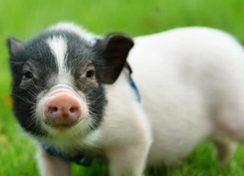 兽医解答：小香猪需要打疫苗吗