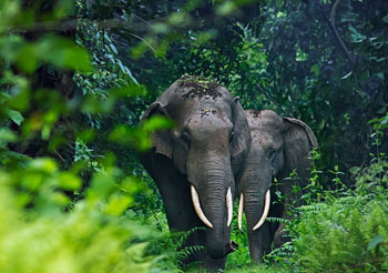 两只漫步在深林里的大象电脑高清壁纸图片