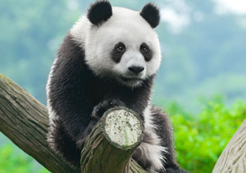呆萌的大熊猫电脑壁纸图片
