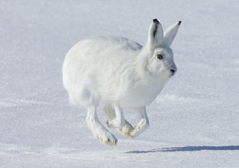 雪地跳跃的白兔高清电脑壁纸图片