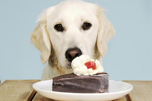 狗狗为什么不能吃巧克力（会死掉吗）