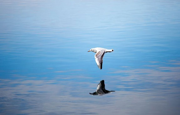 低空飞行海鸥高清图片