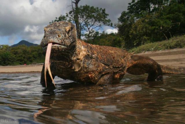 科莫多巨蜥是世界上最大的蜥蜴